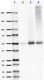 1-N28slash9_PURE_VGlut1_Antibody_WB_071018.png