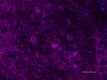 N308-48_Biotin_NMDAR1_Antibody_2_061019.png