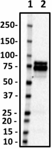 N308-48_HRP_NMDAR1_Antibody_1_061819