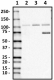 N30848_Purified_NMDAR1_Antibody_1_030119_updated