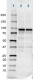 4-N355slash1_Purified_GluR1_Antibody_1_031618.png