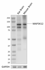 N37720_PURE_MAP3K12_Antibody_110921