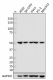 O91A6_PURE_Reptin_Antibody_1_101419.png