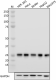 O91F3_PURE_PSMA6_Antibody_081219