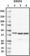 O91F4_Purified_Glutamine-Synthetase_Antibody_1_100918