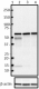 O93F3_HRP_Beclin-1_Antibody_1_061119