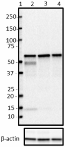 O93F3_HRP_Beclin-1_Antibody_1_061119