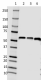 O93F3_PURE_Beclin-1_Antibody_020720.png