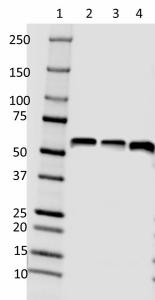 O93F3_PURE_Beclin-1_Antibody_020720.png