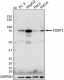 O94D2_purified_FOXP1_Antibody_1_112818