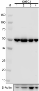 O95C1_PURE_beta-Tubulin_Antibody_WB_012618_updated