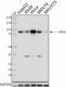 O99A2_PURE_RRM1_Antibody_1_051520