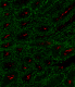 OX-114_PURE_CD147_Antibody_IHC-F_1_020818.png