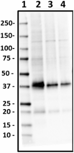 P2C4_Biotin_Connexin_Antibody_1_090418