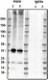P2C4_PURE_Connexin_Antibody_1_WB_061417_resized