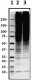 P4G7_HRP_Ubiquitin_Antibody_2_012219