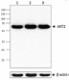 P81B6_PURE_AKT2_Antibody_WB_092915