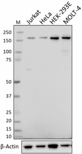 P82A8A6_PURE_TCF8_Antibody_WB_100120
