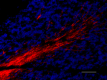 P82H9_A564_Myelin_Basic_Protein_Antibody_1_012219.png