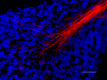 P82H9_A564_Myelin_Basic_Protein_Antibody_2_012219.png