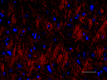 P82H9_A564_Myelin_Basic_Protein_Antibody_3_012219.png