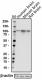 P83G4B6_PURE_Dynamin1_Antibody_2_091417