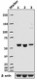 P83G8_PURE_HSP60_Antibody_1_WB_072116
