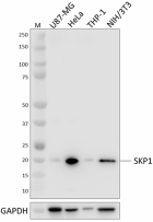 P84E11C10_PURE_SKP1_Antibody_051222
