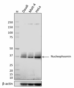 2_P87H10B9_PURE_Nucleophosmin_Antibody_2_WB_031519.png