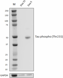 PHF-6_PURE_Tau-Phospho-Thr231_Antibody_1_032123