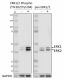PhosphoPair_ERK1-2_Antibody_Set_081120.png