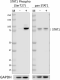 PhosphoPair_STAT1-Ser727_Antibody_Set_1_05252021