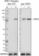 PhosphoPair_STAT1-Ser727_Antibody_Set_2_05252021