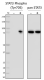 PhosphoPair_STAT3_Antibody_Set_08112