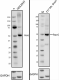 1-Poly19013_PURE_Pax-6_Antibody_1_091420