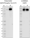 Poly21A02_PURE_EGFR-Phospho-Tyr1173_Antibody_1_022422