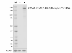 Poly22A02_PURE_CD340_Antibody_073123