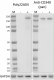 Poly22A04_PURE_ErbB2_Antibody_08172