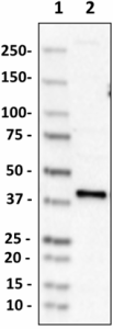 Poly28616_Purified_Aspartate-Aminotransferase_Antibody_1_050119