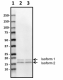 Poly28641_PURE_UBE2L3_Antibody_070319.png