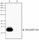 Poly5194_Biotin_CXCL10_Antibody_2_WB_051316