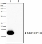 Poly5194_Biotin_CXCL10_Antibody_2_WB_051316