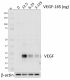 Poly5225_LEAF_VEGF-165_Antibody_2_071521.png