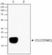 Poly5230_PURE_CCL17_Antibody_2_WB_051316