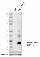 Poly5243_LEAF_GDF-15_Antibody_2_071723