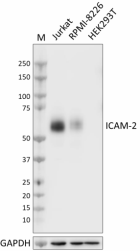 Poly5440_PURE_ICAM2_Antibody_041023