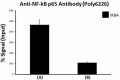3_Poly6226_GoChIP_NF-kB_Antibody_1_020118.png