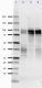 Posynaptic_Antibody_Sampler_Kit_5_111518