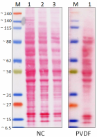 PrimeStep_Protein_Ladder_2_Updated_042418