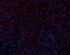 QA19A16_Alexa-Fluor-594_CD163_Antibody_041322